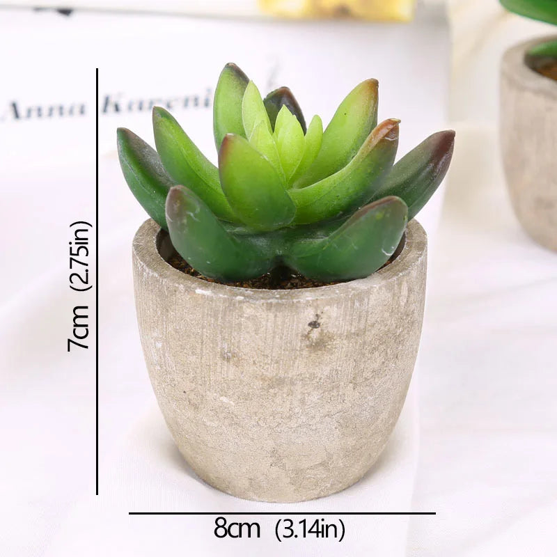Mini Evergreen Plants