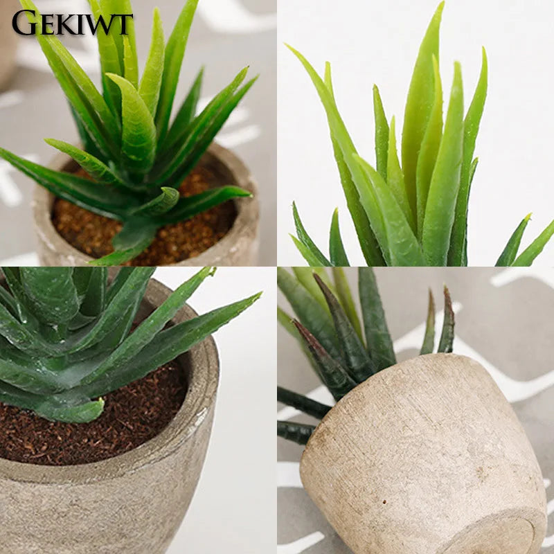 Mini Evergreen Plants