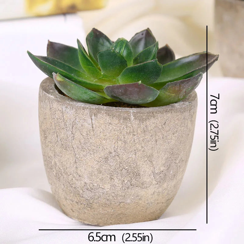 Mini Evergreen Plants