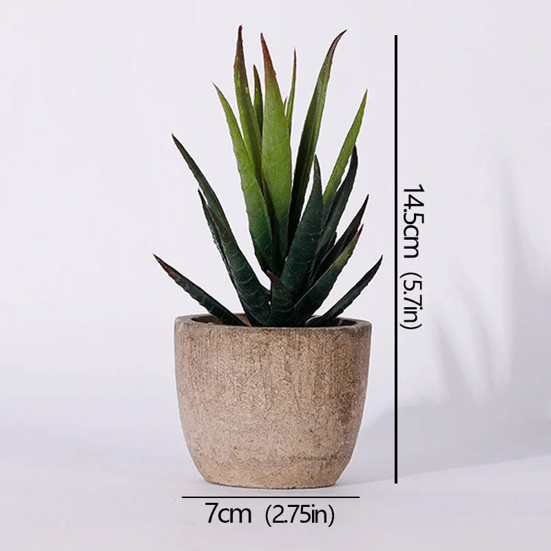 Mini Evergreen Plants