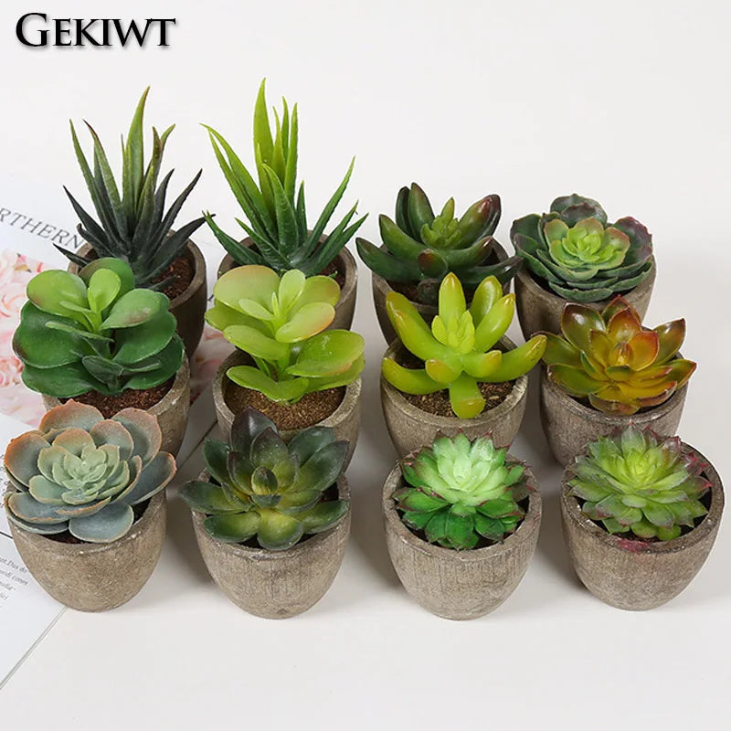Mini Evergreen Plants