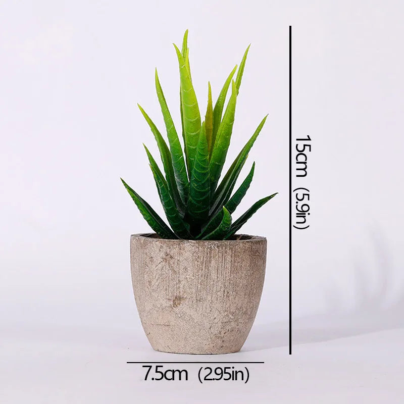 Mini Evergreen Plants