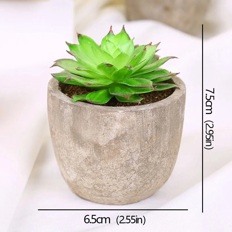 Mini Evergreen Plants