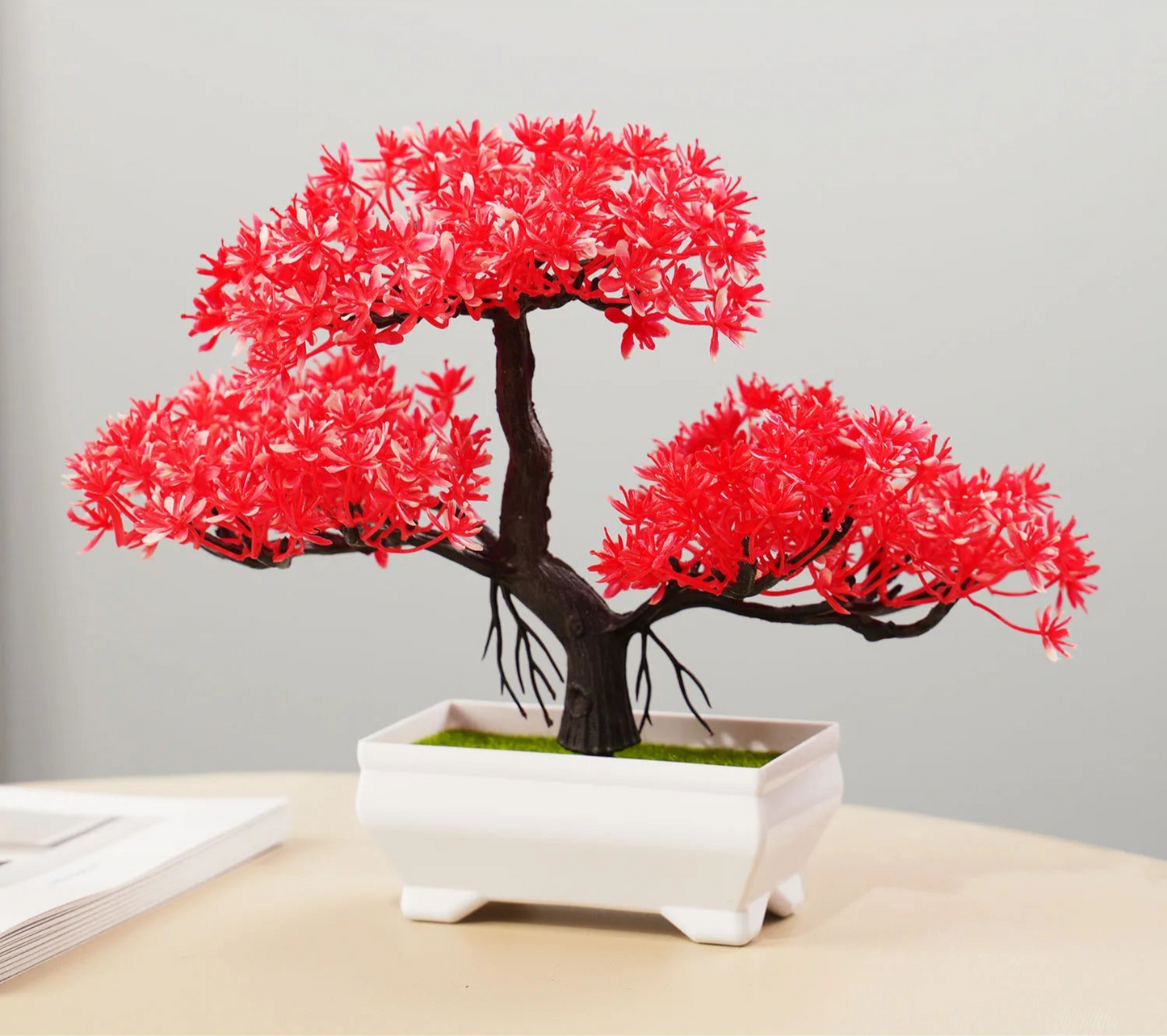 Small Evergreen Bonsai