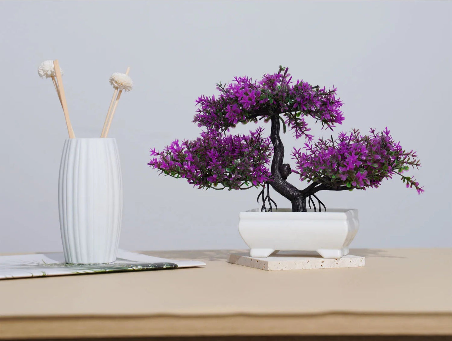 Small Evergreen Bonsai
