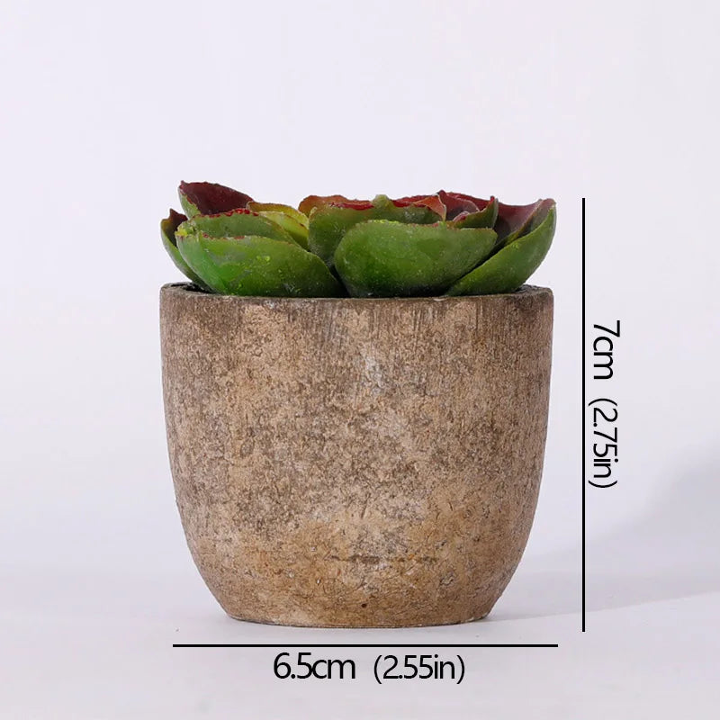 Mini Evergreen Plants