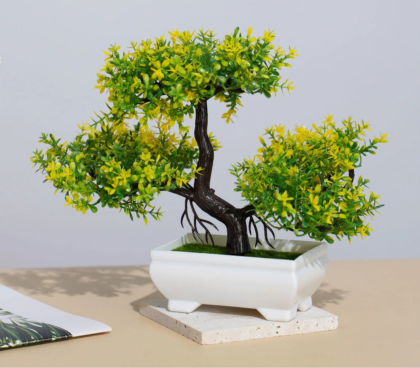 Small Evergreen Bonsai