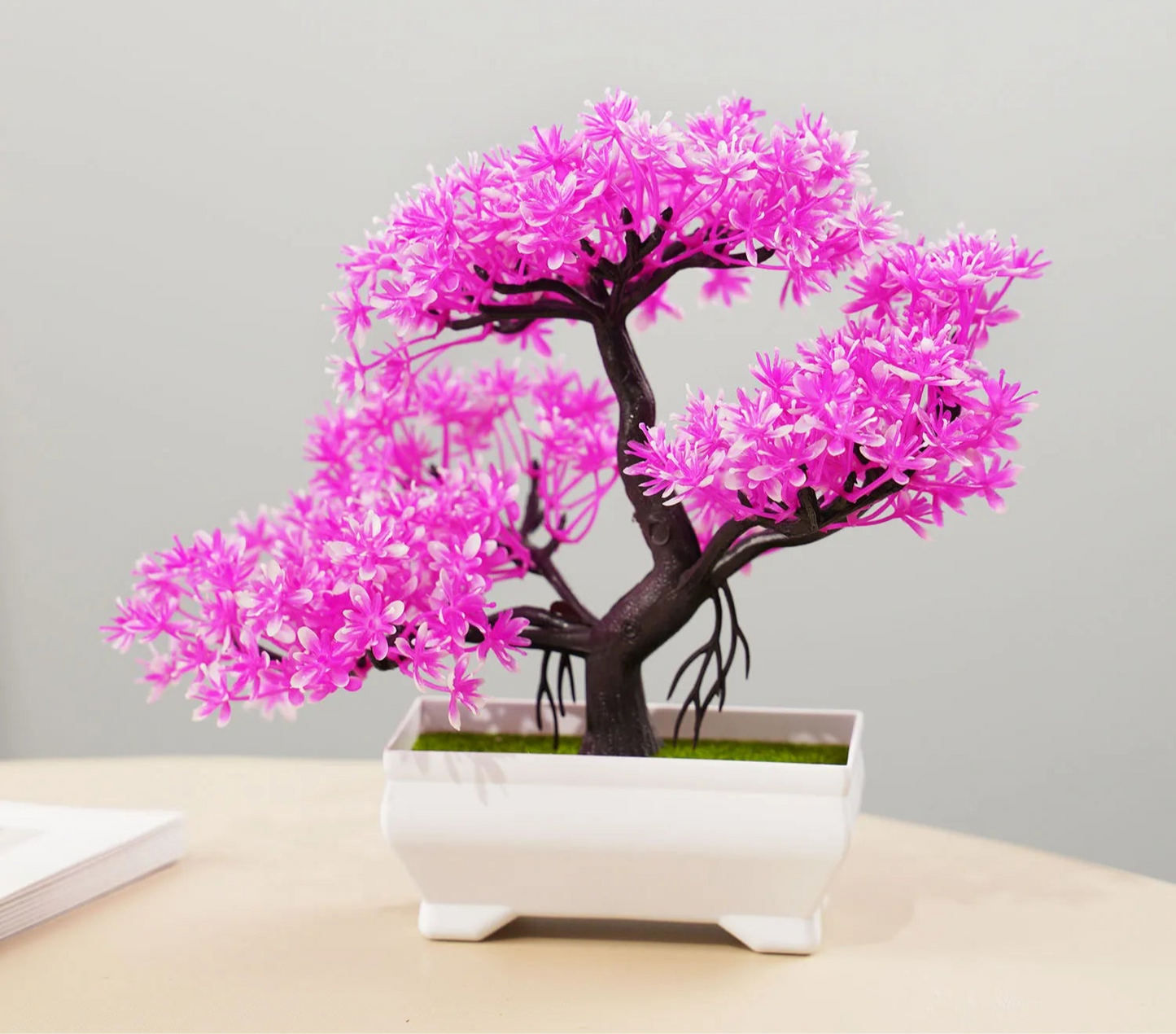 Small Evergreen Bonsai
