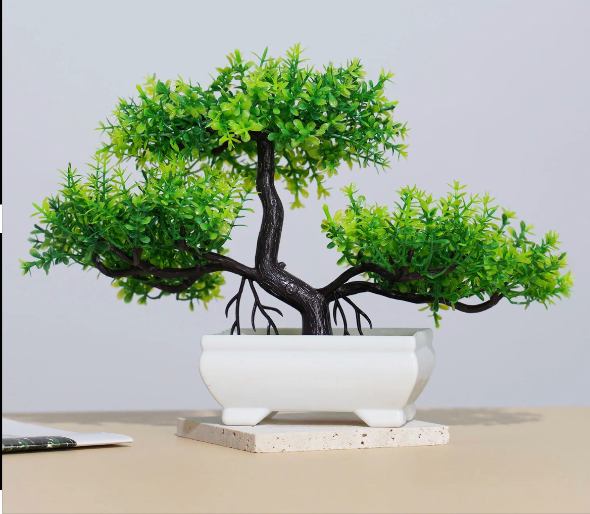 Small Evergreen Bonsai
