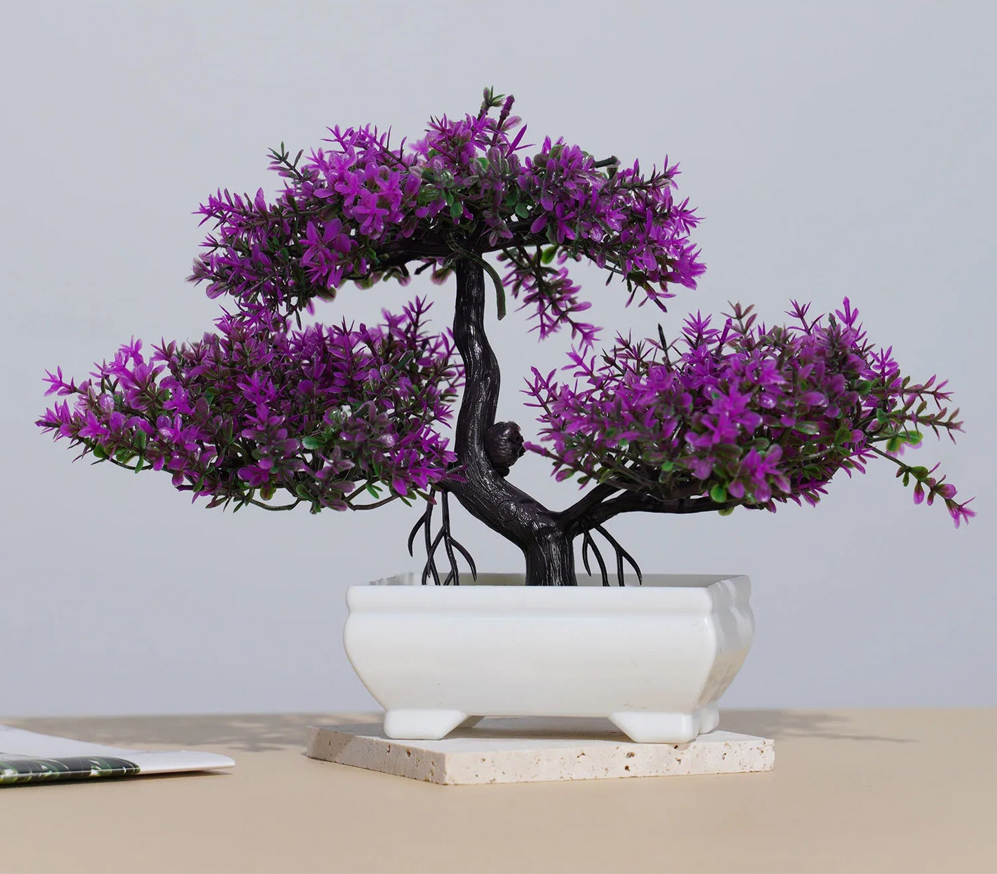 Small Evergreen Bonsai