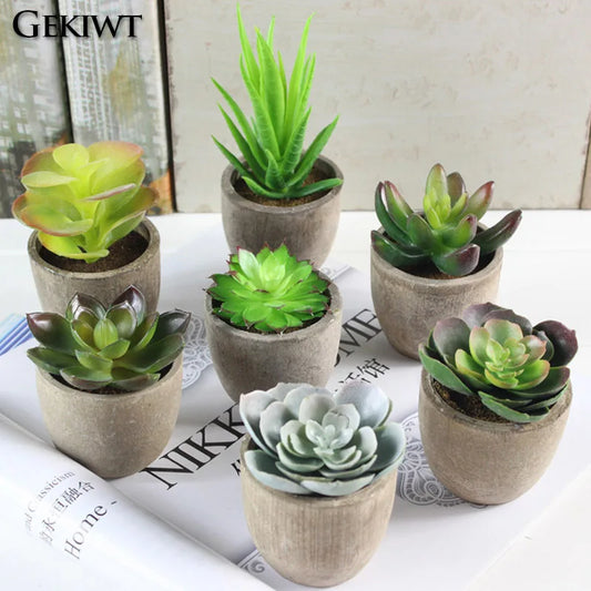 Mini Evergreen Plants