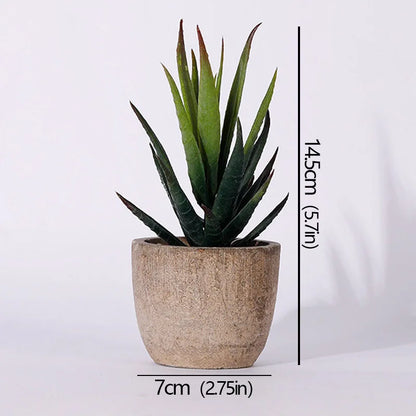 Mini Evergreen Plants
