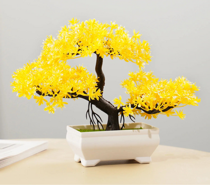 Small Evergreen Bonsai