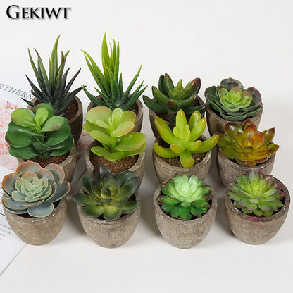 Mini Evergreen Plants