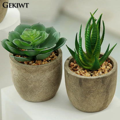 Mini Evergreen Plants