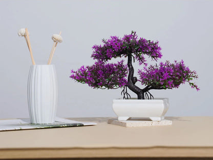 Small Evergreen Bonsai