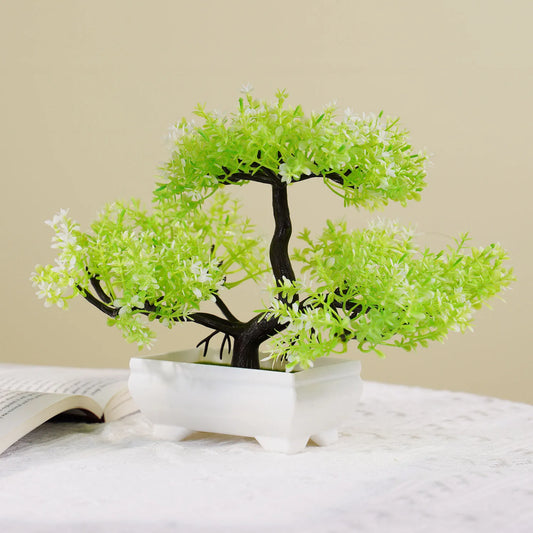 Small Evergreen Bonsai