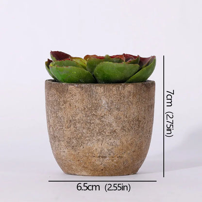 Mini Evergreen Plants