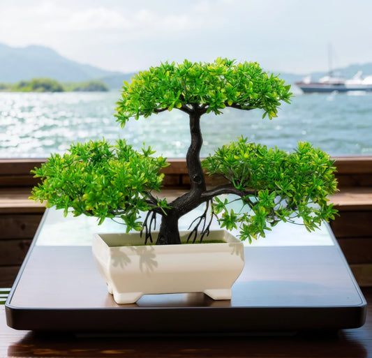 Small Evergreen Bonsai