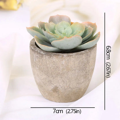 Mini Evergreen Plants